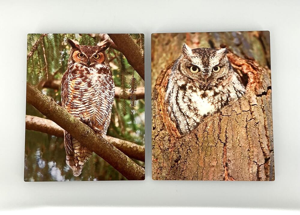 Tom Sayers Owl Photography Metal Prints Pair On The Wing Bird Art 8x10